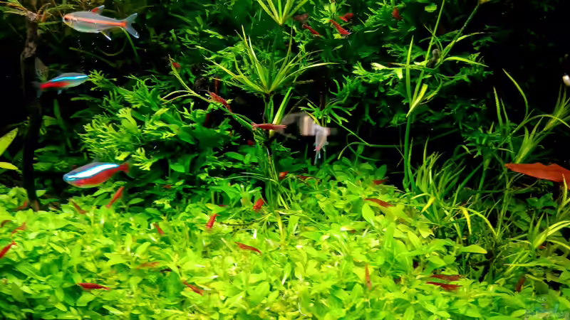 Besatz im Aquarium mein kleines Amazonas Scape von odin 68 (174)