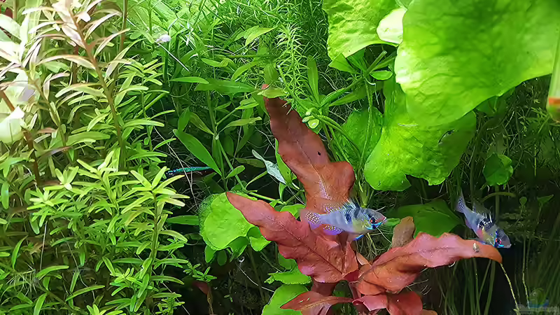 Besatz im Aquarium mein kleines Amazonas Scape von odin 68 (174)