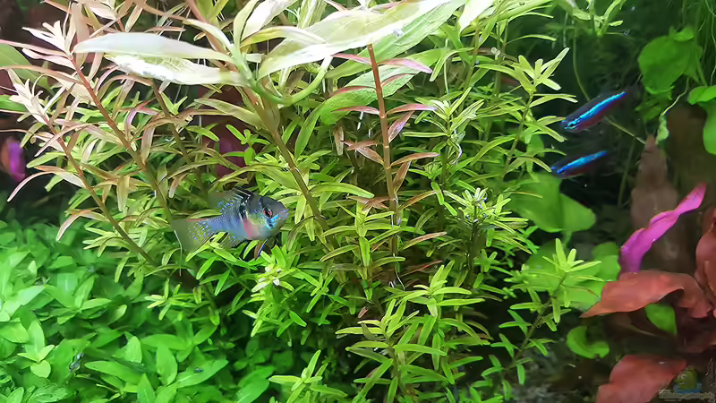 Besatz im Aquarium mein kleines Amazonas Scape von odin 68 (175)