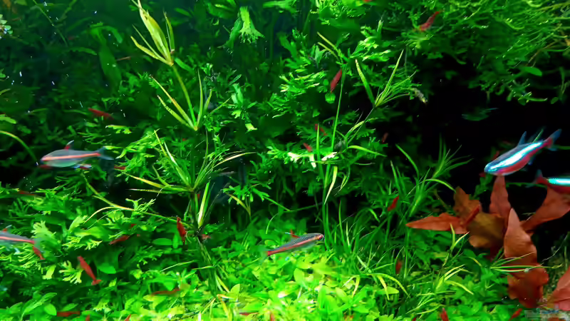 Besatz im Aquarium mein kleines Amazonas Scape von odin 68 (175)