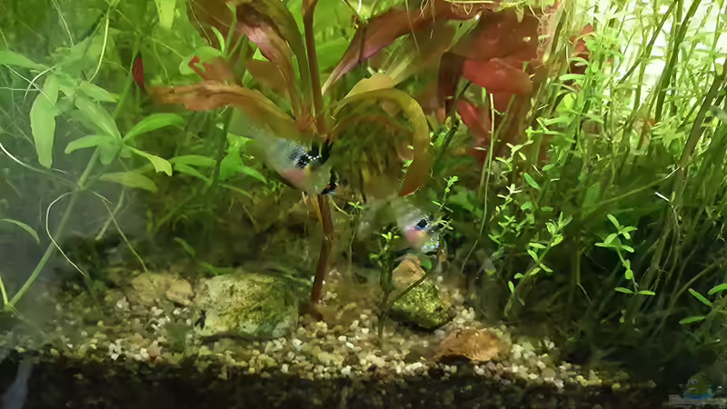 Besatz im Aquarium mein kleines Amazonas Scape von odin 68 (175)