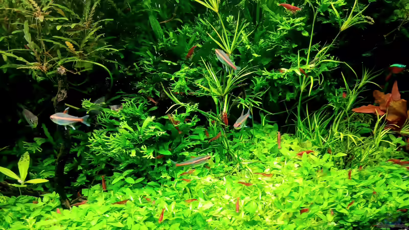 Besatz im Aquarium mein kleines Amazonas Scape von odin 68 (177)