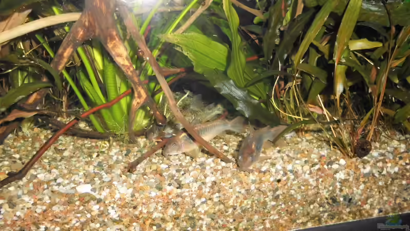 Besatz im Aquarium mein kleines Amazonas Scape von odin 68 (179)