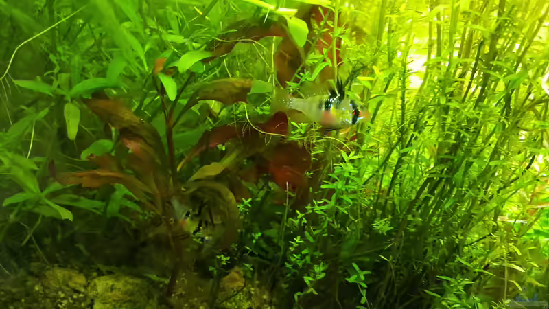 Besatz im Aquarium mein kleines Amazonas Scape von odin 68 (183)