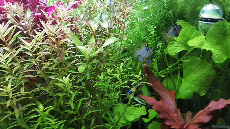 Besatz im Aquarium mein kleines Amazonas Scape von odin 68 (183)
