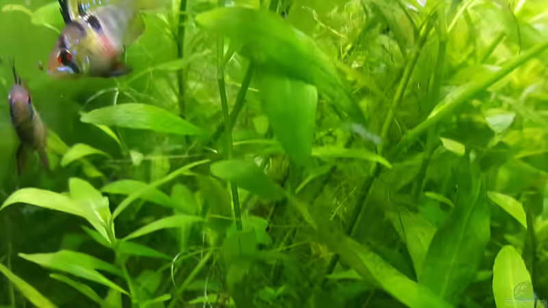 Besatz im Aquarium mein kleines Amazonas Scape von odin 68 (185)
