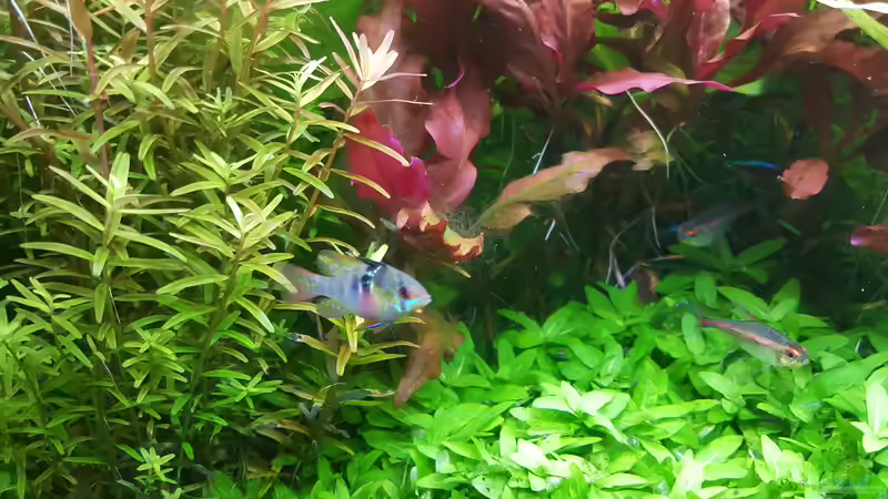 Besatz im Aquarium mein kleines Amazonas Scape von odin 68 (188)