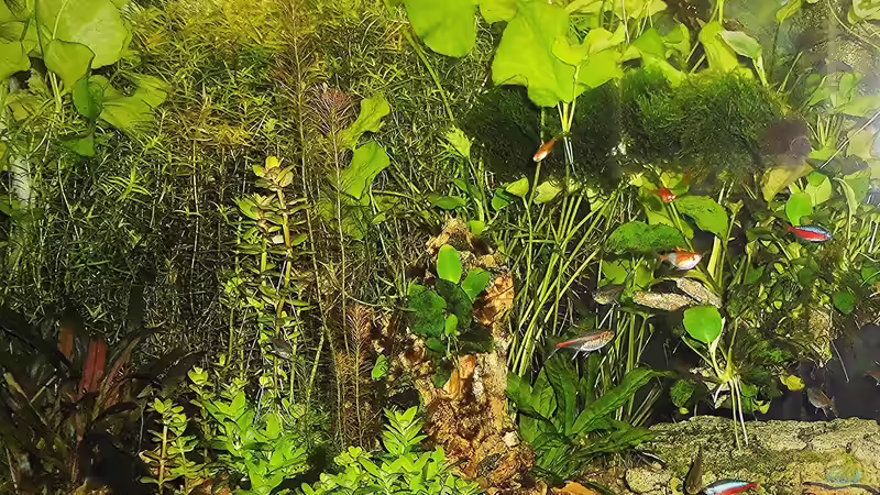 Besatz im Aquarium mein kleines Amazonas Scape von odin 68 (192)