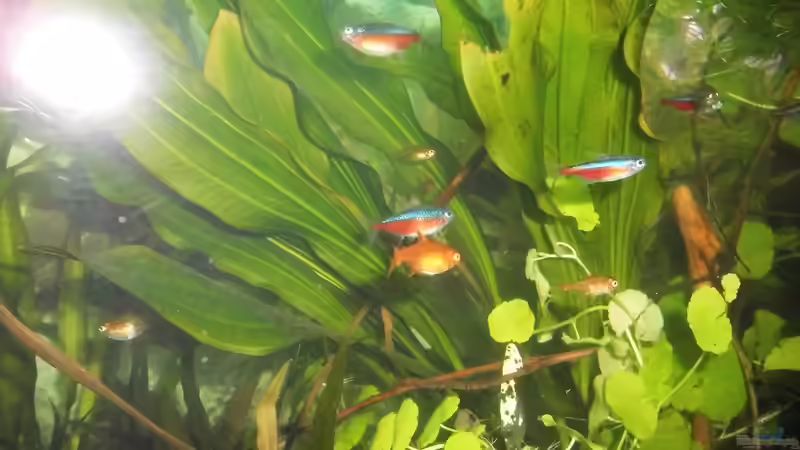 Besatz im Aquarium mein kleines Amazonas Scape von odin 68 (196)