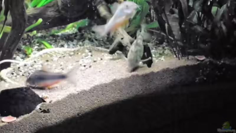 Besatz im Aquarium mein kleines Amazonas Scape von odin 68 (205)