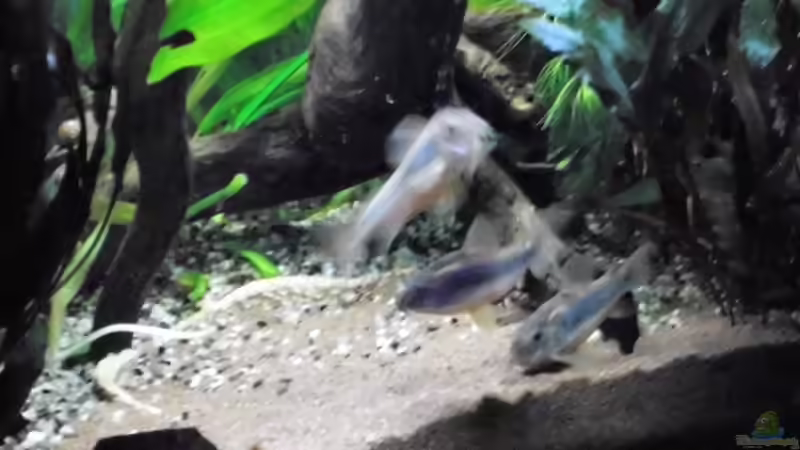 Besatz im Aquarium mein kleines Amazonas Scape von odin 68 (206)