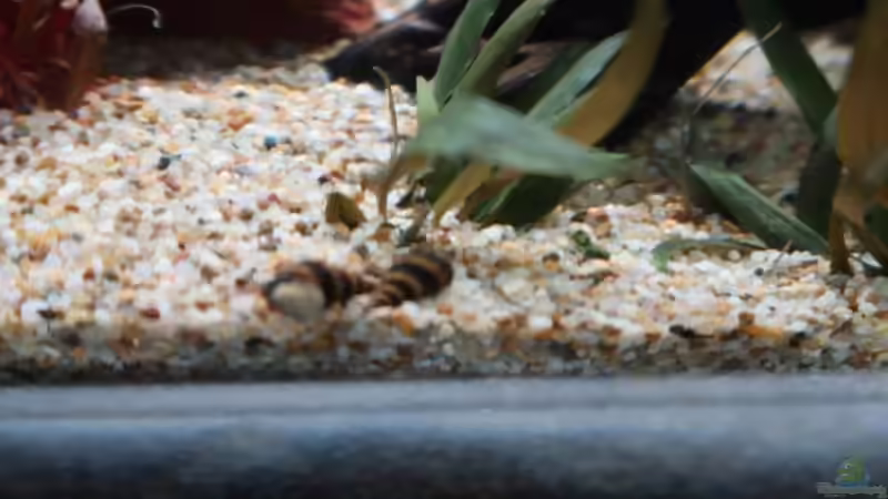 Besatz im Aquarium Mein kleines &quot;Juwel&quot; nur mehr als Beispiel von ernst11 (41)