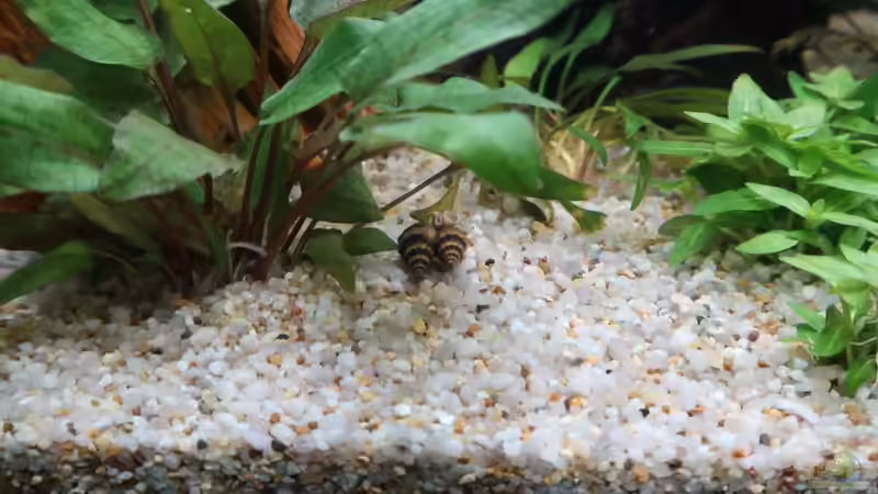 Besatz im Aquarium Mein kleines &quot;Juwel&quot; nur mehr als Beispiel von ernst11 (48)