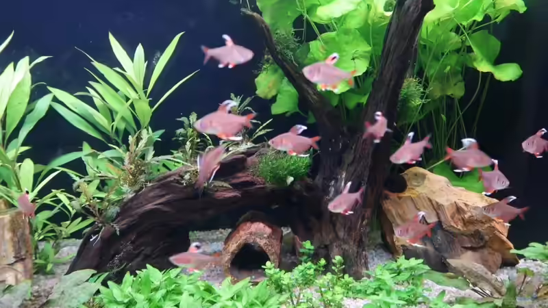 Besatz im Aquarium Mein kleines &quot;Juwel&quot; nur mehr als Beispiel von ernst11 (51)