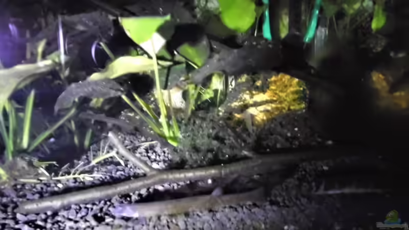 Besatz im Aquarium mein kleines Asien Becken von odin 68 (118)