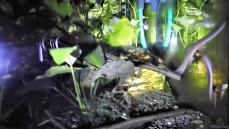 Besatz im Aquarium mein kleines Asien Becken von odin 68 (121)