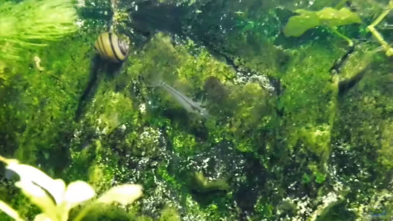 Besatz im Aquarium mein kleines Asien Becken von odin 68 (123)