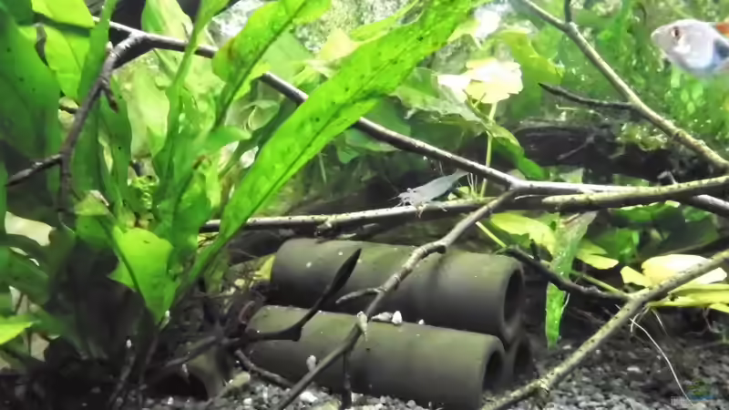 Besatz im Aquarium mein kleines Asien Becken von odin 68 (124)