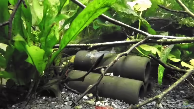 Besatz im Aquarium mein kleines Asien Becken von odin 68 (125)