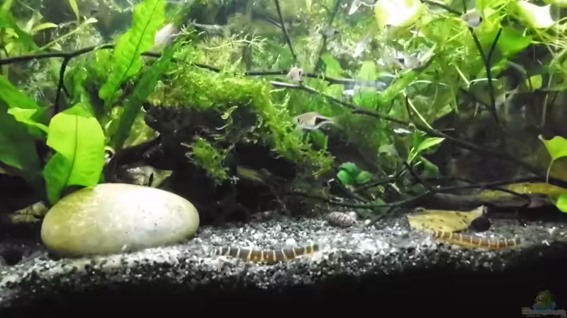 Besatz im Aquarium mein kleines Asien Becken von odin 68 (126)