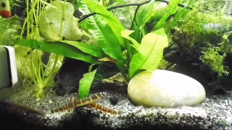 Besatz im Aquarium mein kleines Asien Becken von odin 68 (127)