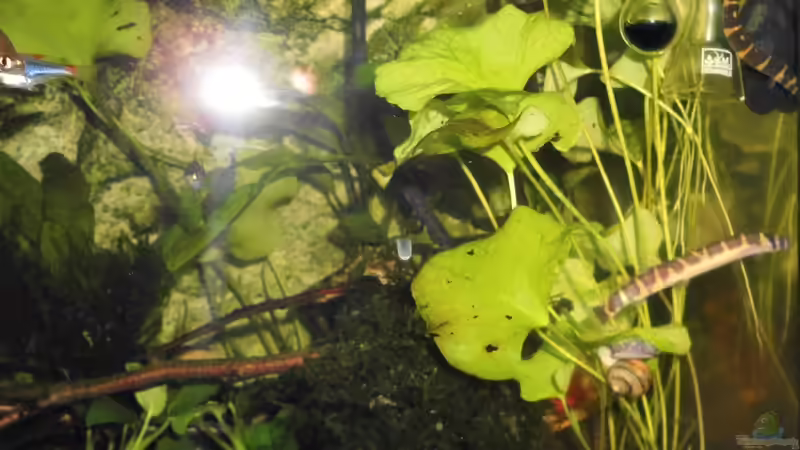 Besatz im Aquarium mein kleines Asien Becken von odin 68 (128)