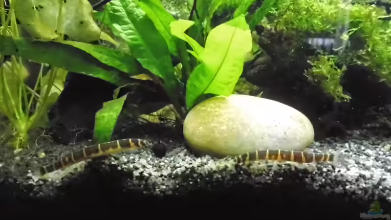 Besatz im Aquarium mein kleines Asien Becken von odin 68 (128)