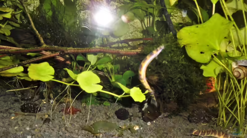 Besatz im Aquarium mein kleines Asien Becken von odin 68 (129)