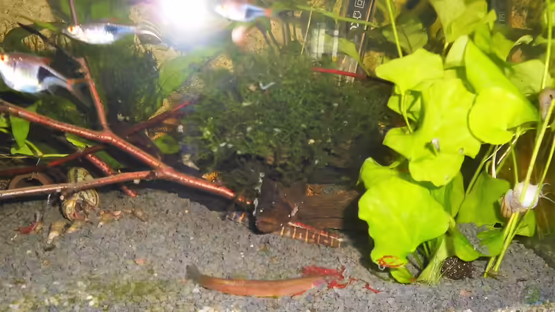 Besatz im Aquarium mein kleines Asien Becken von odin 68 (133)