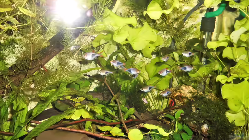 Besatz im Aquarium mein kleines Asien Becken von odin 68 (134)
