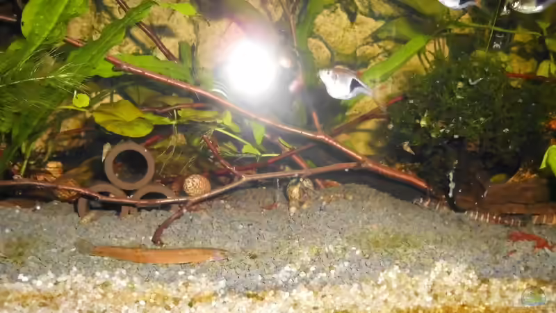 Besatz im Aquarium mein kleines Asien Becken von odin 68 (134)