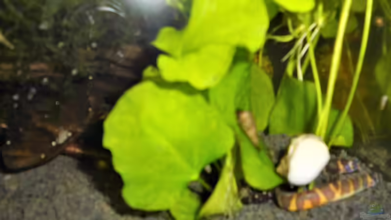 Besatz im Aquarium mein kleines Asien Becken von odin 68 (135)