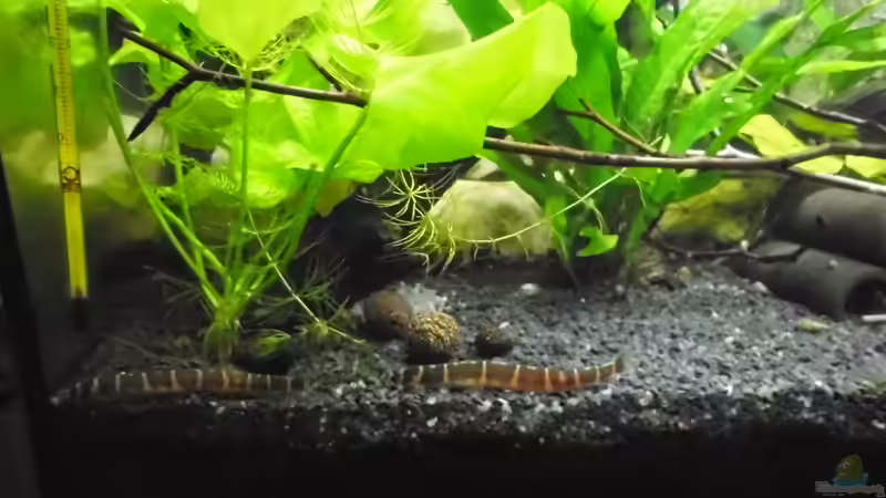 Besatz im Aquarium mein kleines Asien Becken von odin 68 (136)