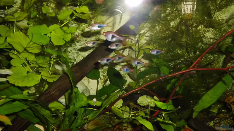 Besatz im Aquarium mein kleines Asien Becken von odin 68 (136)
