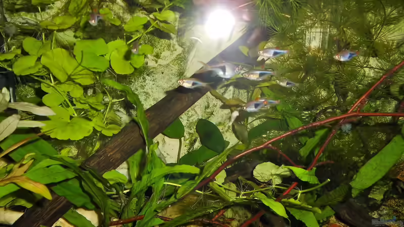 Besatz im Aquarium mein kleines Asien Becken von odin 68 (137)