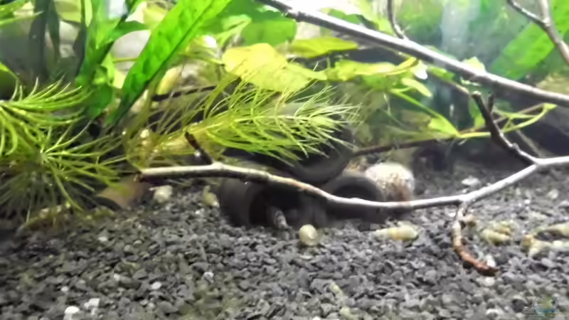 Besatz im Aquarium mein kleines Asien Becken von odin 68 (137)