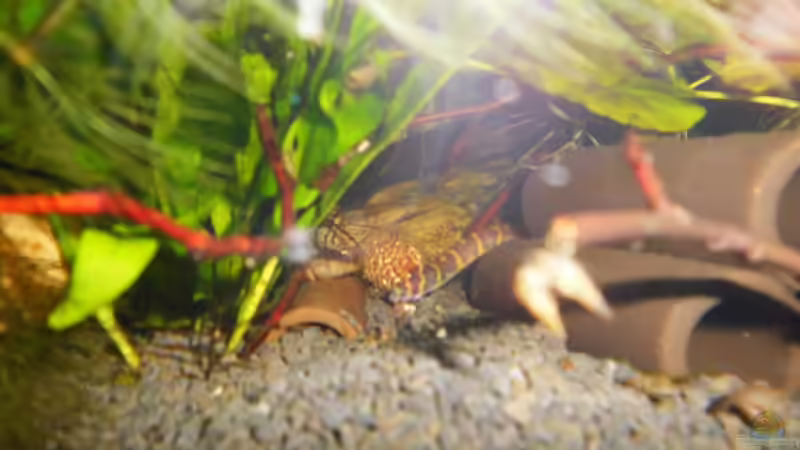Besatz im Aquarium mein kleines Asien Becken von odin 68 (140)