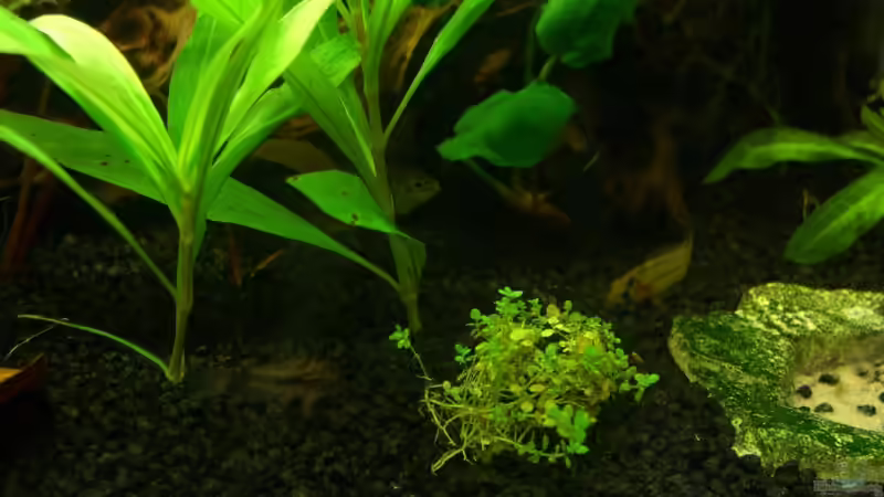 Besatz im Aquarium Mein kleines Erstes von DerAusDemNixKam (12)