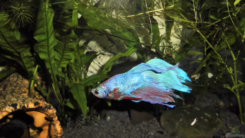 Besatz im Aquarium mein kleines Garnelen Becken (aufgelöst) von odin 68 (65)