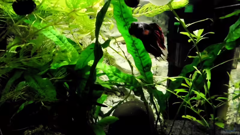 Besatz im Aquarium mein kleines Garnelen Becken (aufgelöst) von odin 68 (66)