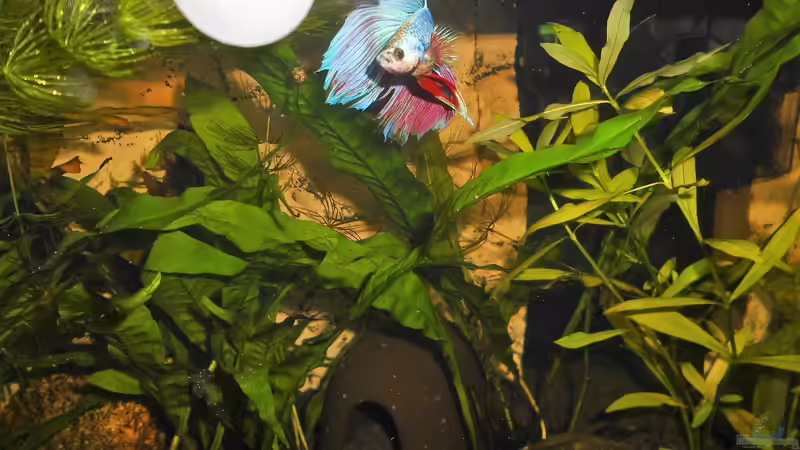 Besatz im Aquarium mein kleines Garnelen Becken (aufgelöst) von odin 68 (68)