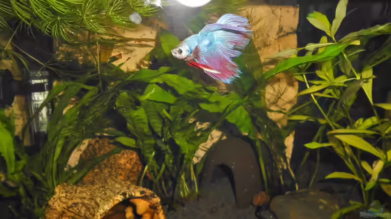 Besatz im Aquarium mein kleines Garnelen Becken (aufgelöst) von odin 68 (69)