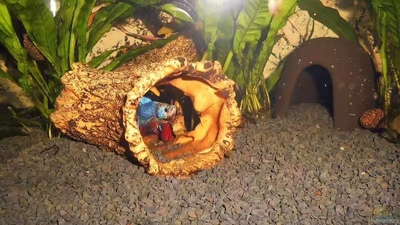 Besatz im Aquarium mein kleines Garnelen Becken (aufgelöst) von odin 68 (70)