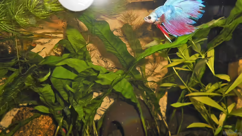 Besatz im Aquarium mein kleines Garnelen Becken (aufgelöst) von odin 68 (71)