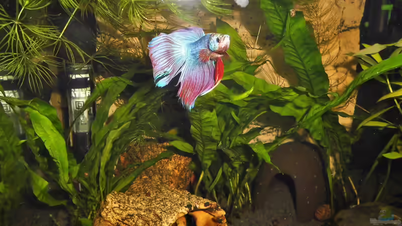 Besatz im Aquarium mein kleines Garnelen Becken (aufgelöst) von odin 68 (74)