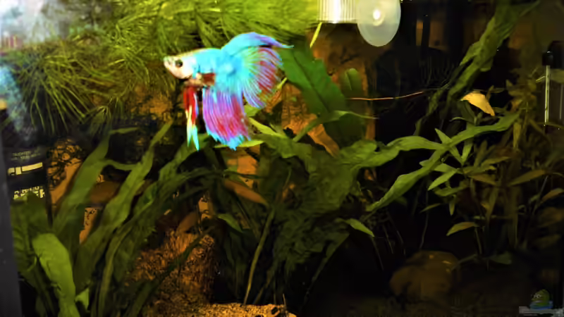 Besatz im Aquarium mein kleines Garnelen Becken (aufgelöst) von odin 68 (75)