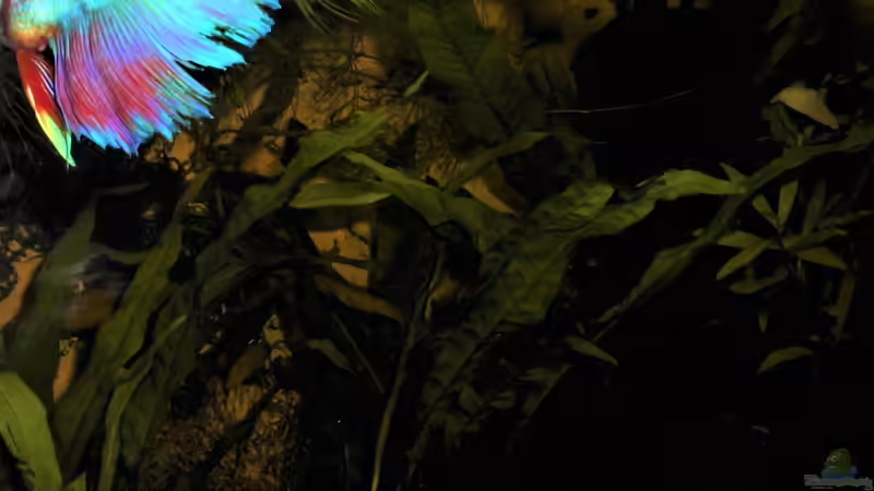 Besatz im Aquarium mein kleines Garnelen Becken (aufgelöst) von odin 68 (76)