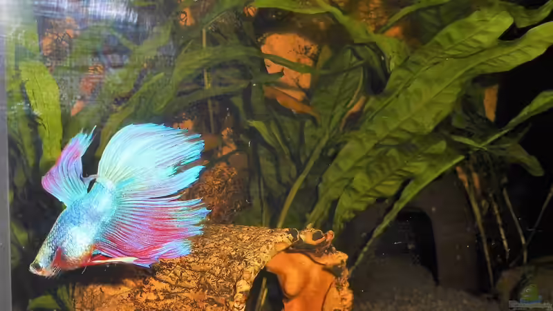 Besatz im Aquarium mein kleines Garnelen Becken (aufgelöst) von odin 68 (77)