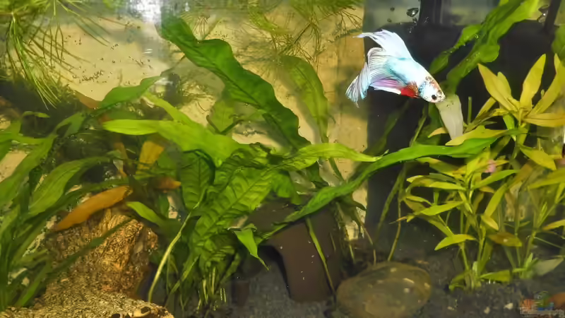 Besatz im Aquarium mein kleines Garnelen Becken (aufgelöst) von odin 68 (78)