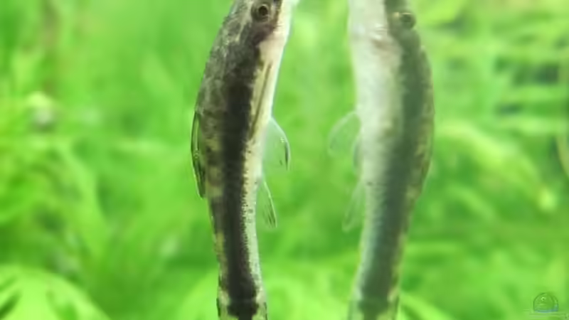 Besatz im Aquarium mein kleines Reich von Wasserfloh*1 (7)